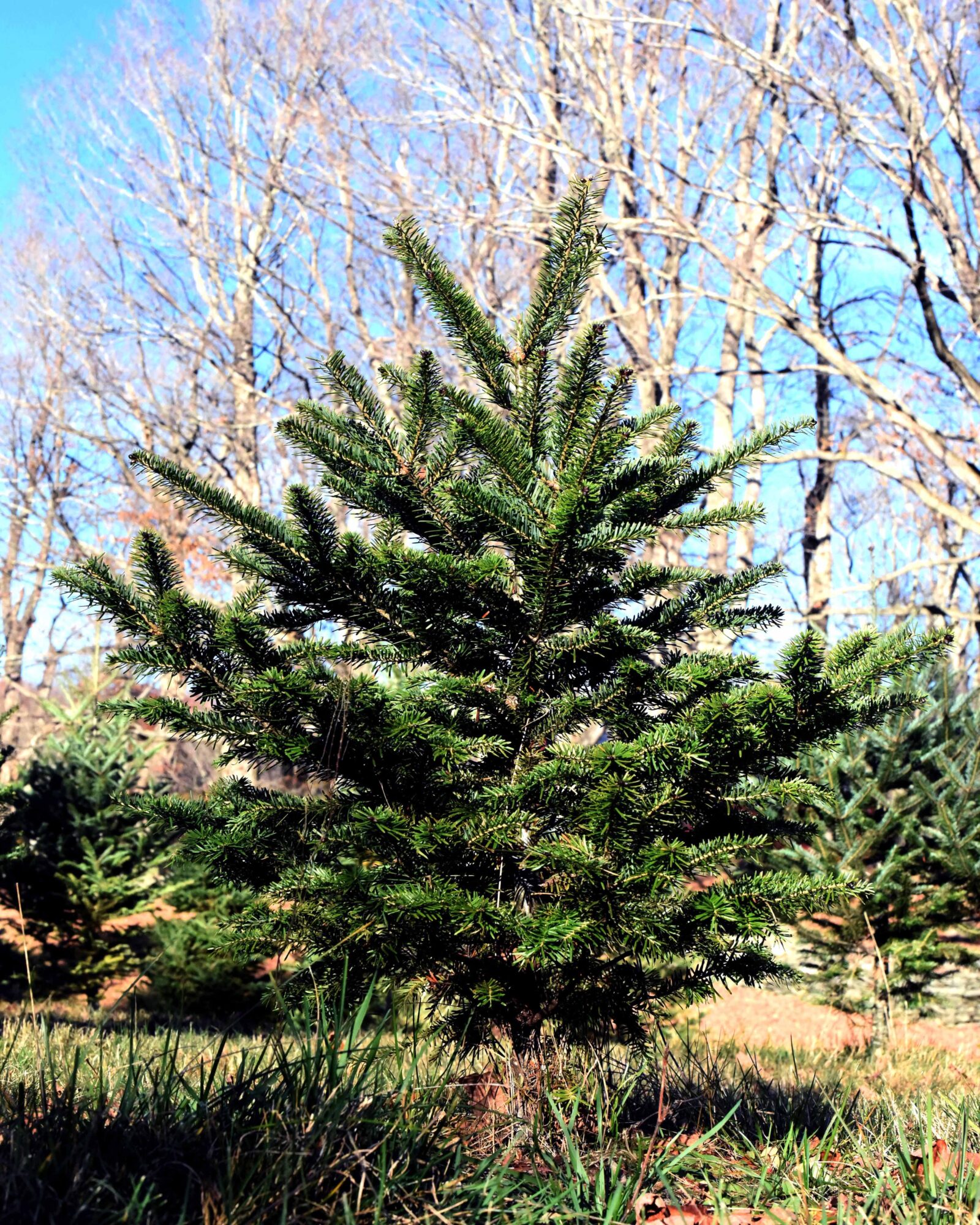 Local Highlight: Bob’s Trees – Old Creamery Co-op
