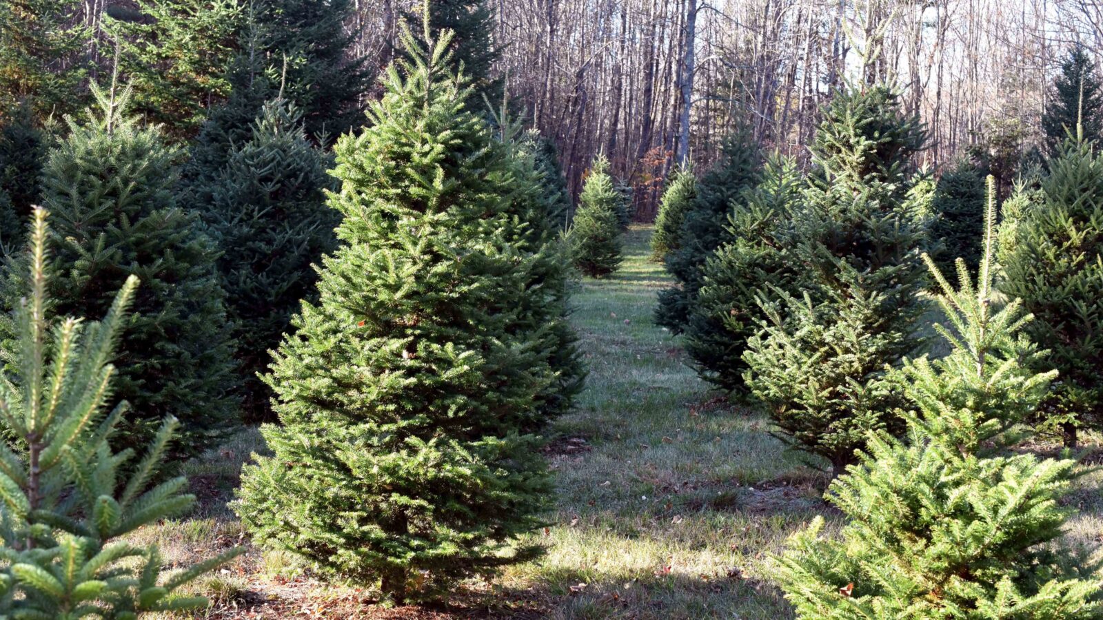Local Highlight Bob’s Trees Old Creamery Coop