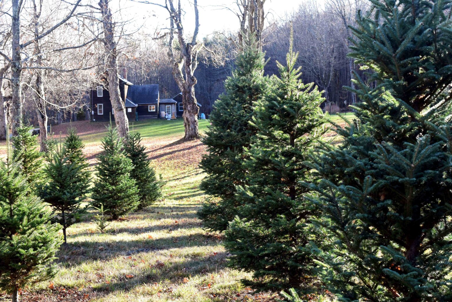 Local Highlight Bob’s Trees Old Creamery Coop